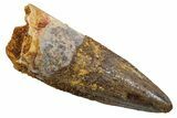 Fossil Spinosaurus Tooth - Real Dinosaur Tooth #349760-1